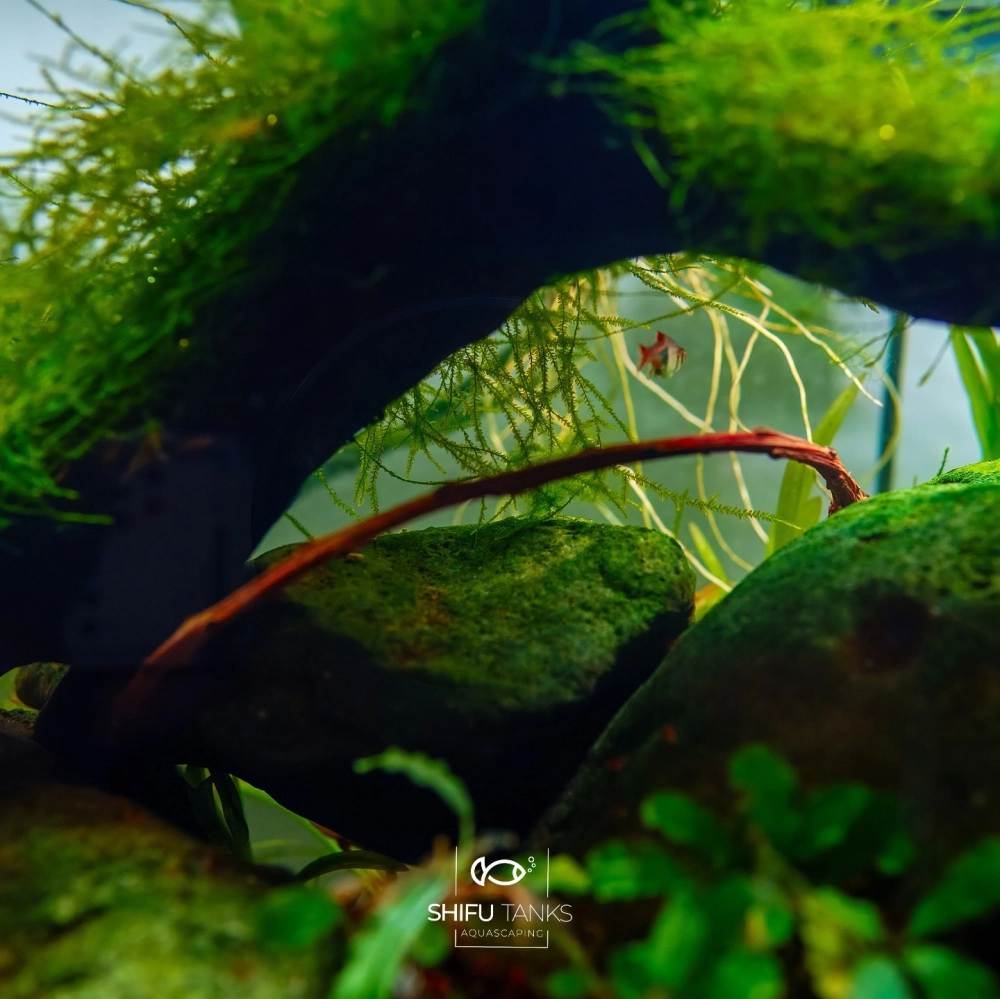 Mẫu hồ cá nhỏ xanh mướt với thảm rêu Java trải dài