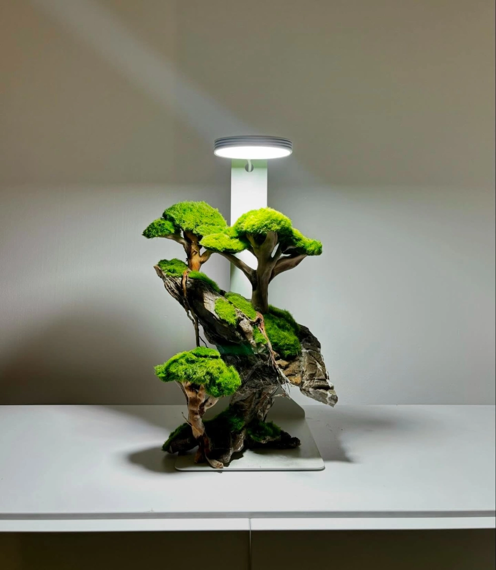 Cách sử dụng rêu Pelia tạo điểm nhấn cho góc bể