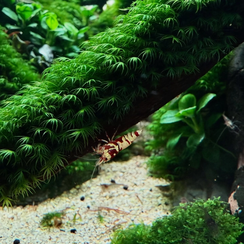 Thảm rêu xanh giúp làm sạch nước tự nhiên cho hồ cá