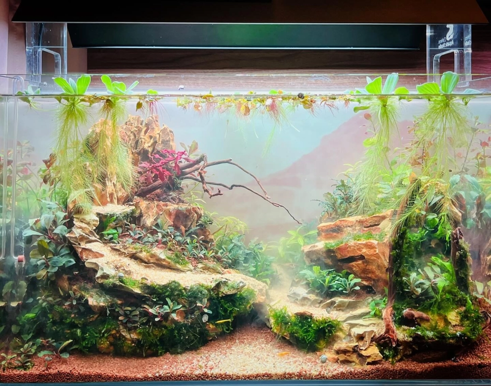 Trang trí rêu Flame mọc thẳng đứng đầy độc đáo