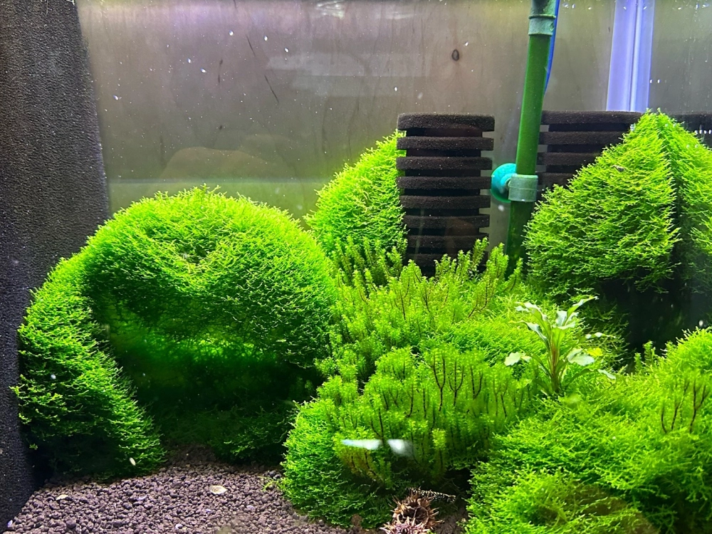 Sự kết hợp giữa rêu thủy sinh và tép cảnh đỏ rực rỡ