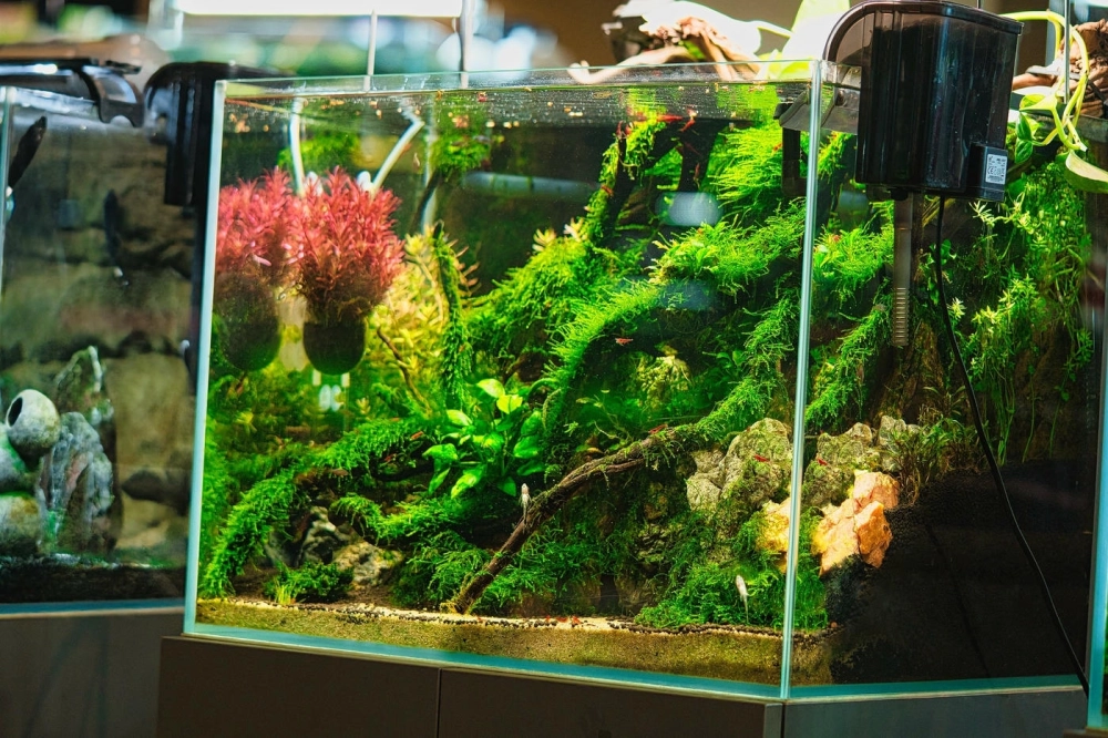 Bố cục thủy sinh phong cách Iwagumi với điểm nhấn là rêu