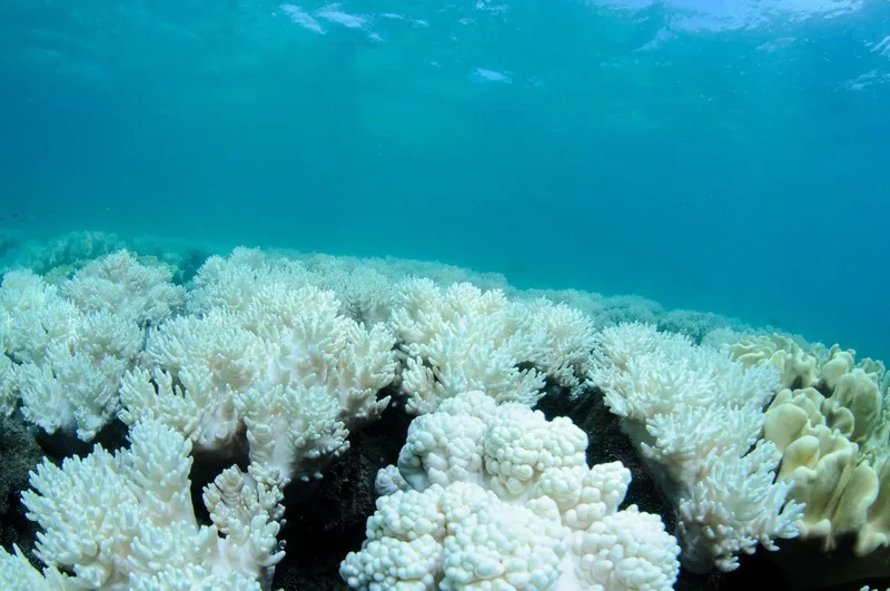 Khám phá ảnh San hô sống động và rực rỡ