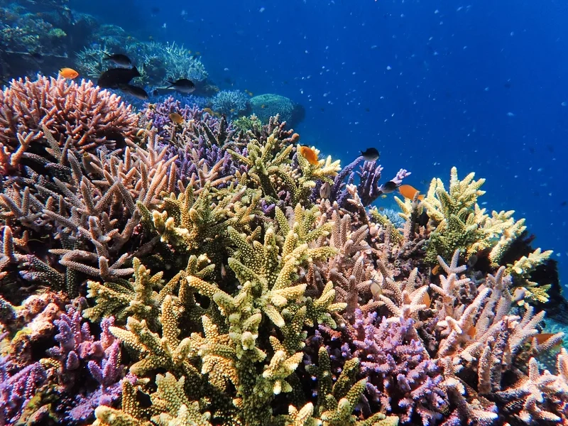 Trang trí bể với san hô trang trí đầy màu sắc