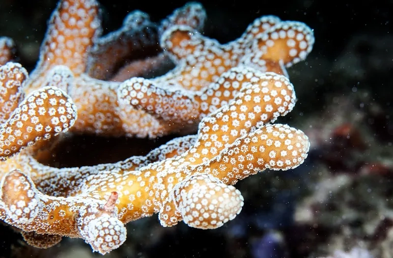 Khám phá vẻ đẹp sống động của ảnh san hô cứng