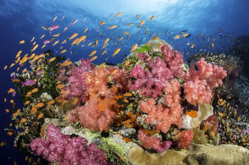 Tìm hiểu các loại san hô cứng đa dạng và độc đáo