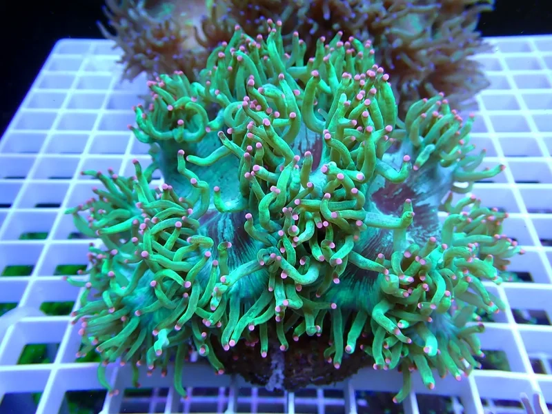 Ngắm chi tiết san hô cứng đẹp lung linh và rực rỡ