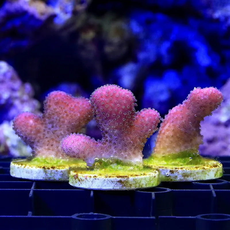 Trải nghiệm sắc nét với hình san hô cứng HD