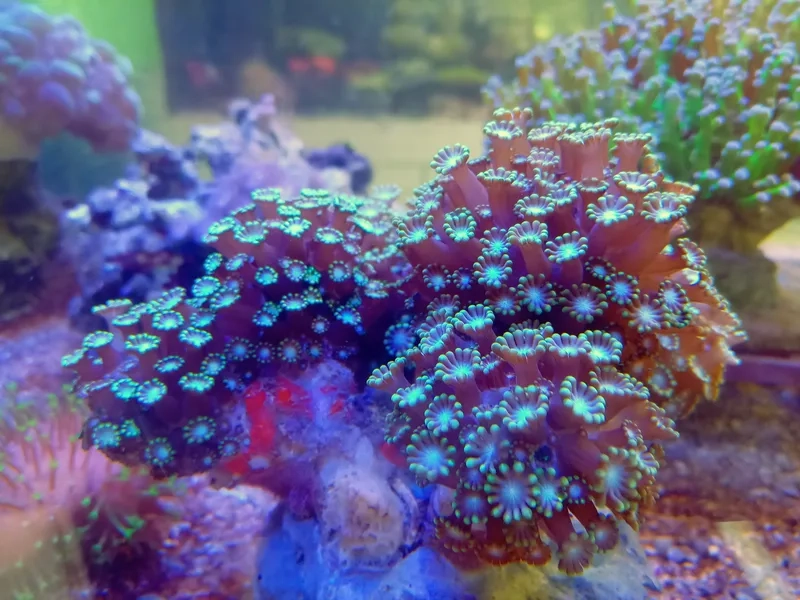 Chiêm ngưỡng từng chi tiết ảnh san hô cứng đẹp