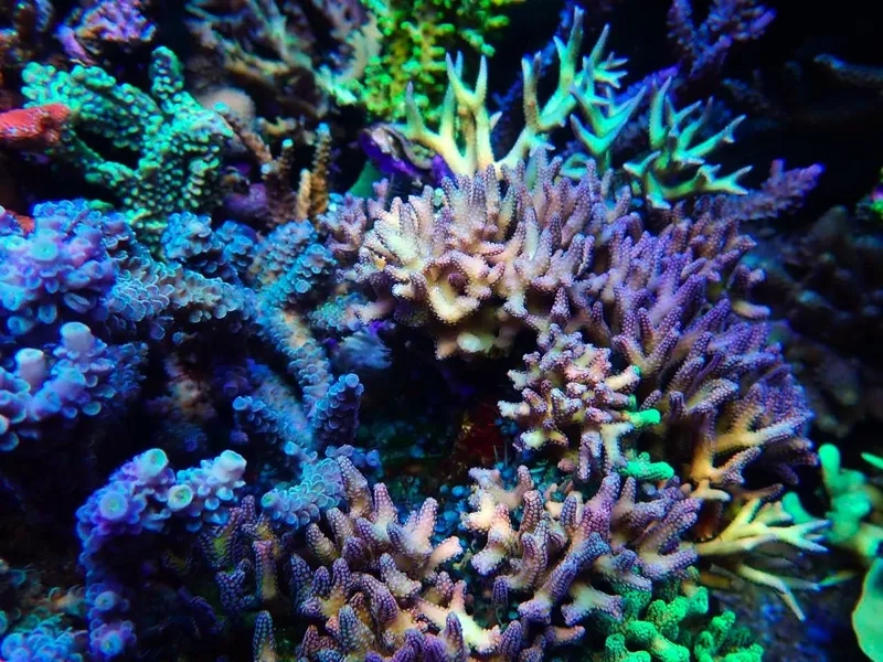 Tăng sức sống với khoáng chất cho san hô cứng hiệu quả