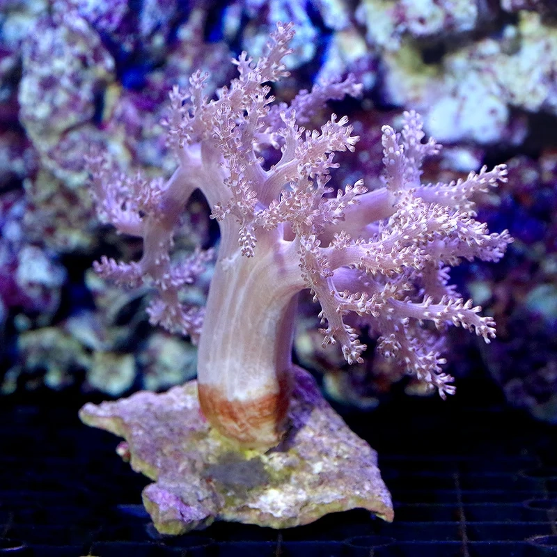 Thưởng thức các loại san hô mềm độc đáo và sinh động