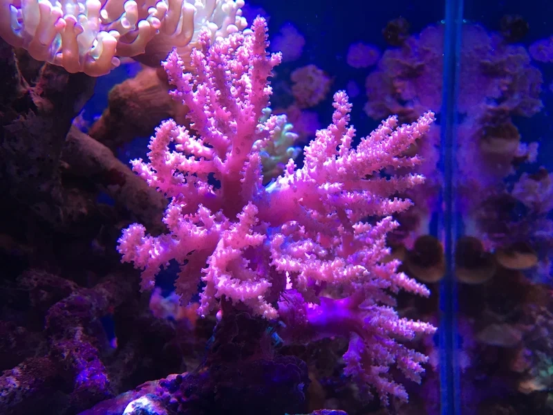 Chiêm ngưỡng san hô mềm đẹp tuyệt vời từng chi tiết