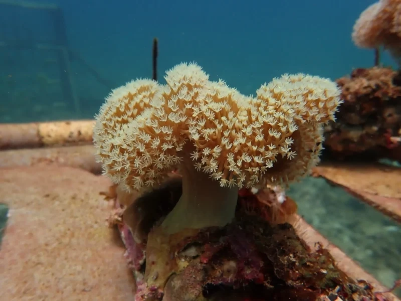 Tìm hiểu san hô mềm ăn gì để bể luôn khỏe mạnh