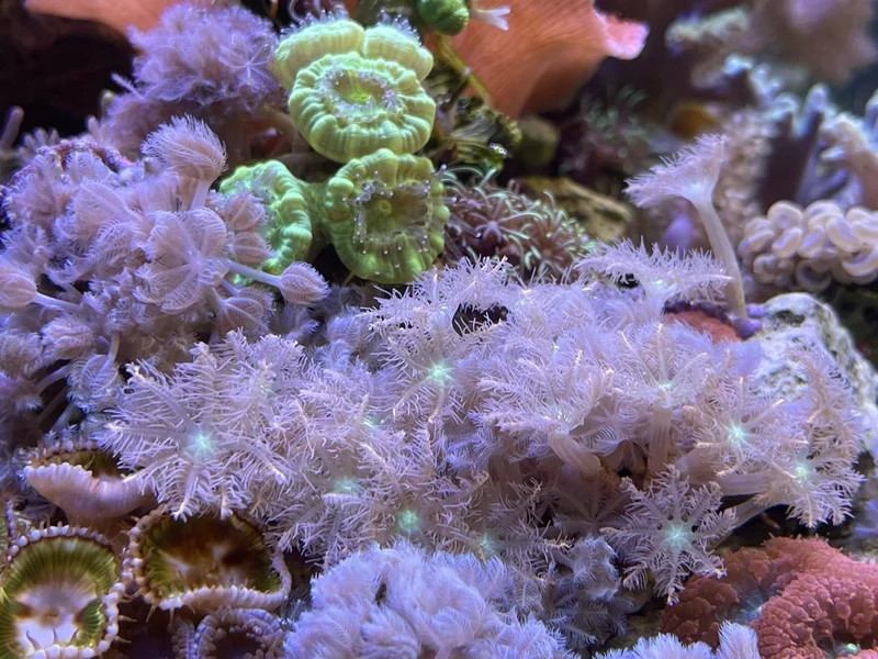 Thưởng thức hình san hô mềm nghệ thuật độc đáo và sáng tạo