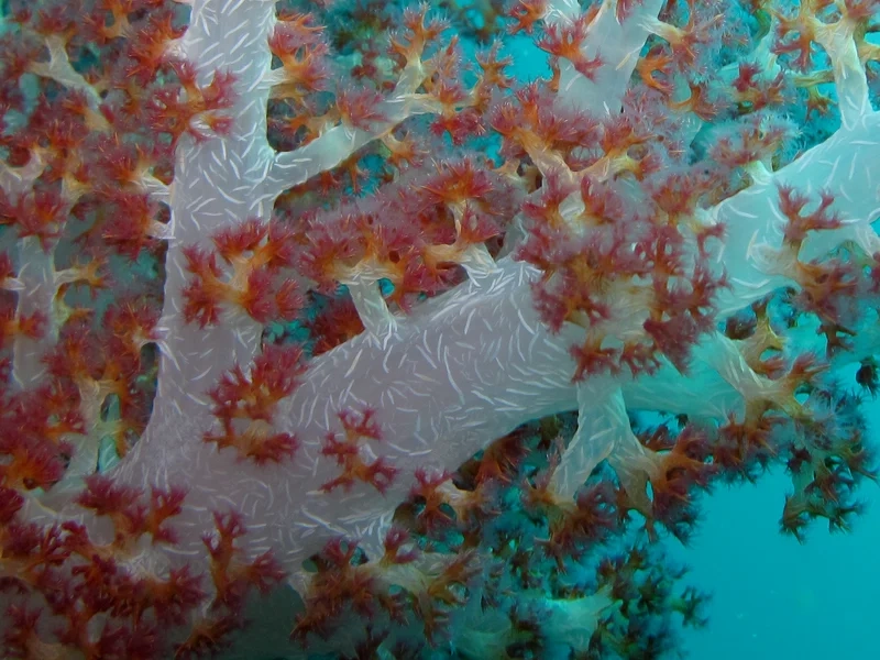 Nhanh tay bán san hô mềm chất lượng cao tại shop uy tín