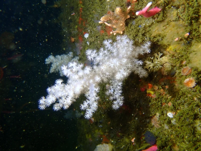 Khám phá ảnh san hô mềm biển sinh động và tự nhiên