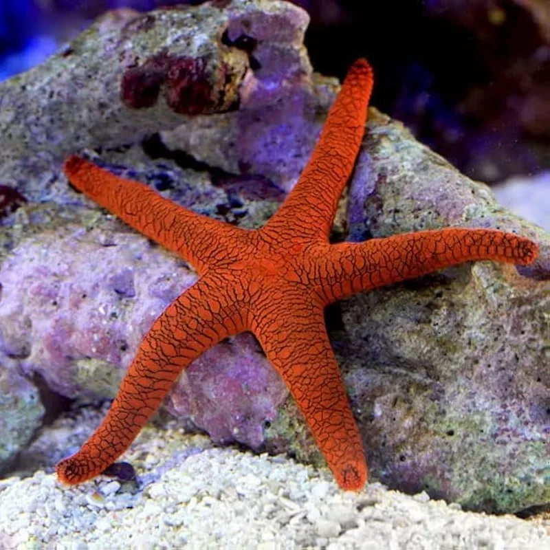 Trang trí bể với hình nền sao biển sống động