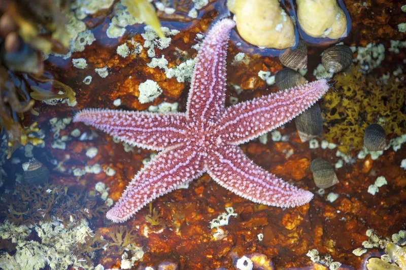 Ngắm chi tiết sắc nét với ảnh sao biển HD