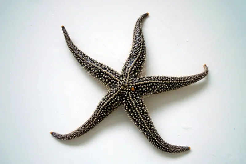 Chiêm ngưỡng màu sắc rực rỡ của hình sao biển rực rỡ