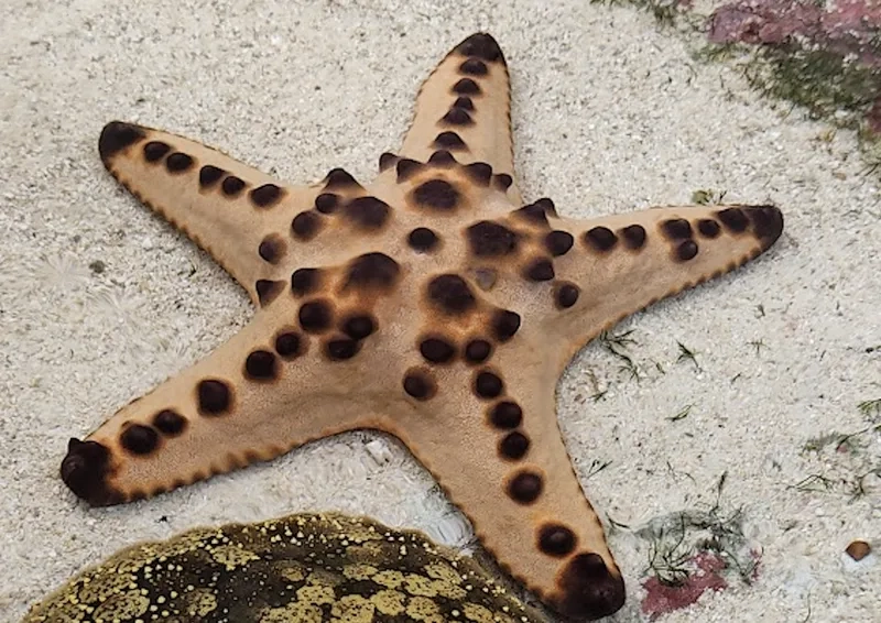 Ngắm chi tiết dưới đại dương ảnh sao biển dưới nước