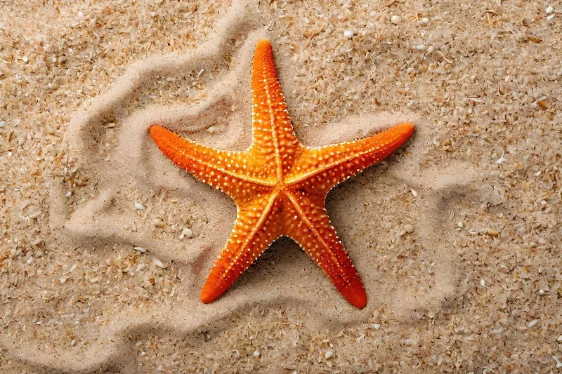 Chiêm ngưỡng vẻ lung linh sao biển đẹp rực rỡ