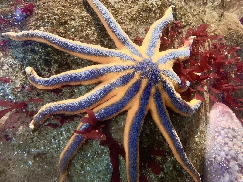 Cập nhật nhanh giá sao biển hôm nay