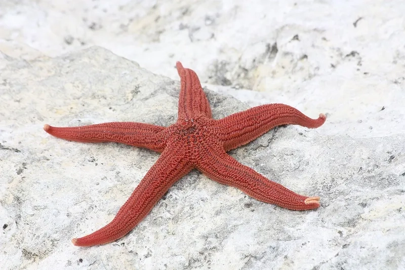 Cập nhật nhanh giá sao biển hôm nay