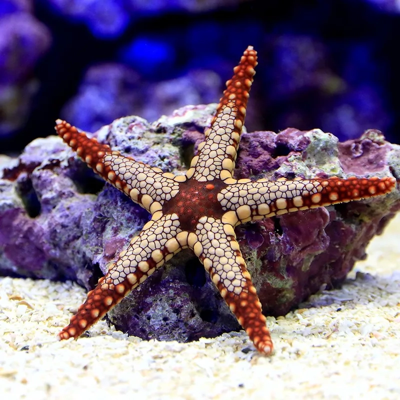 Trải nghiệm vẻ tự nhiên với ảnh sao biển thủy sinh