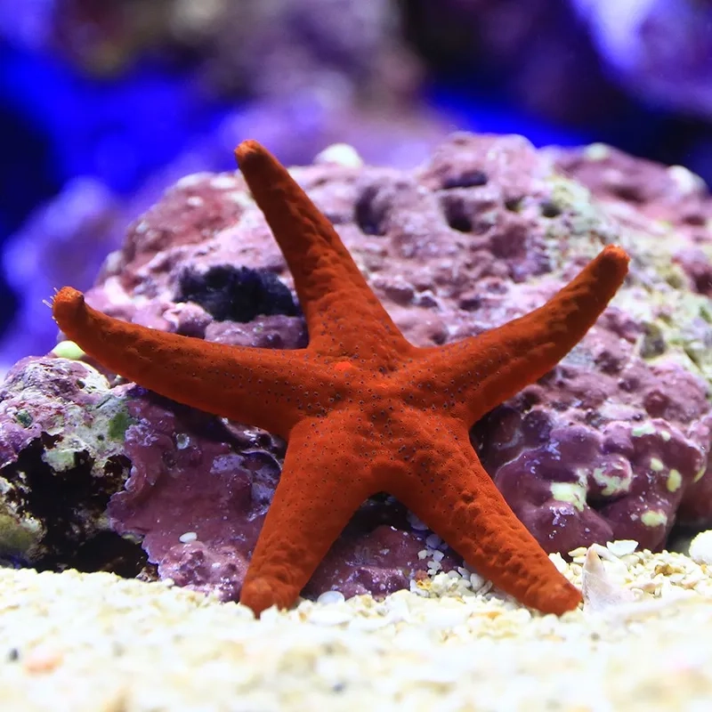 Chiêm ngưỡng chi tiết sống động hình sao biển đẹp tự nhiên