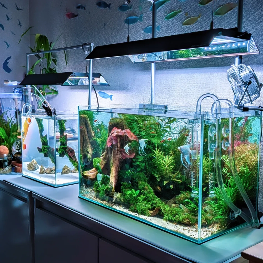 Cách rải sỏi trang trí không làm đục nước bể cá