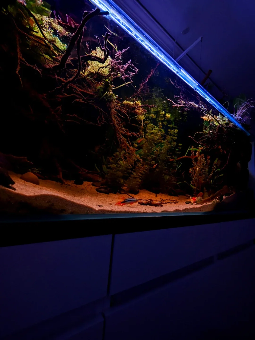 Sỏi trang trí màu xanh ngọc độc đáo cho bể cá biển