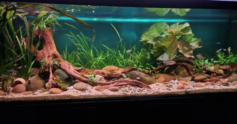 Phân tầng sỏi trang trí tạo hiệu ứng đồi núi trong nước