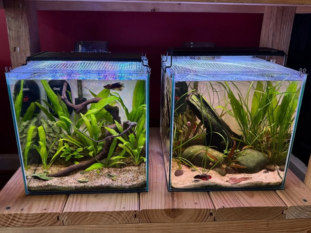 Kết hợp cây thủy sinh và sỏi trang trí tông màu ấm