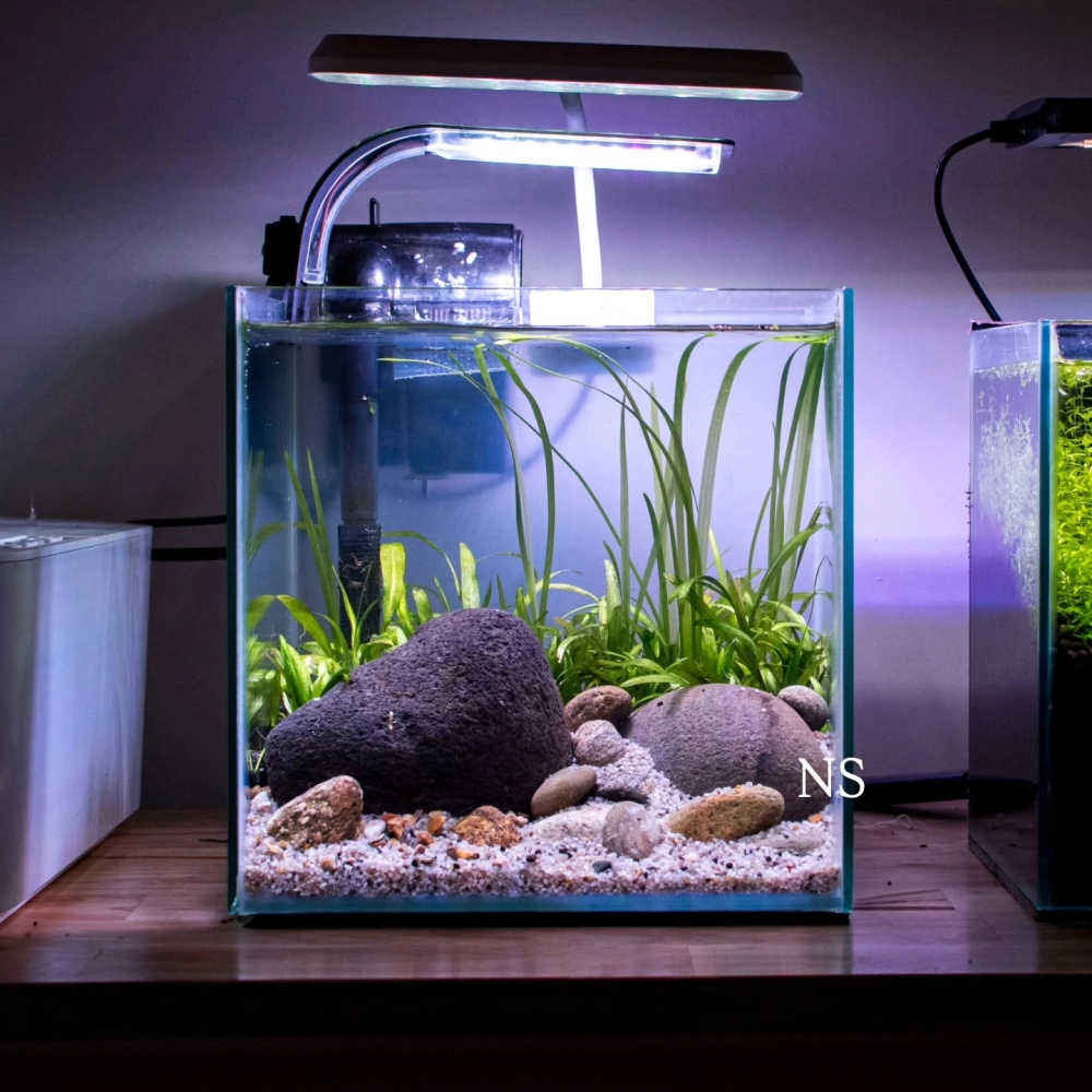 Cách sắp xếp sỏi trang trí tạo chiều sâu cho bể kính