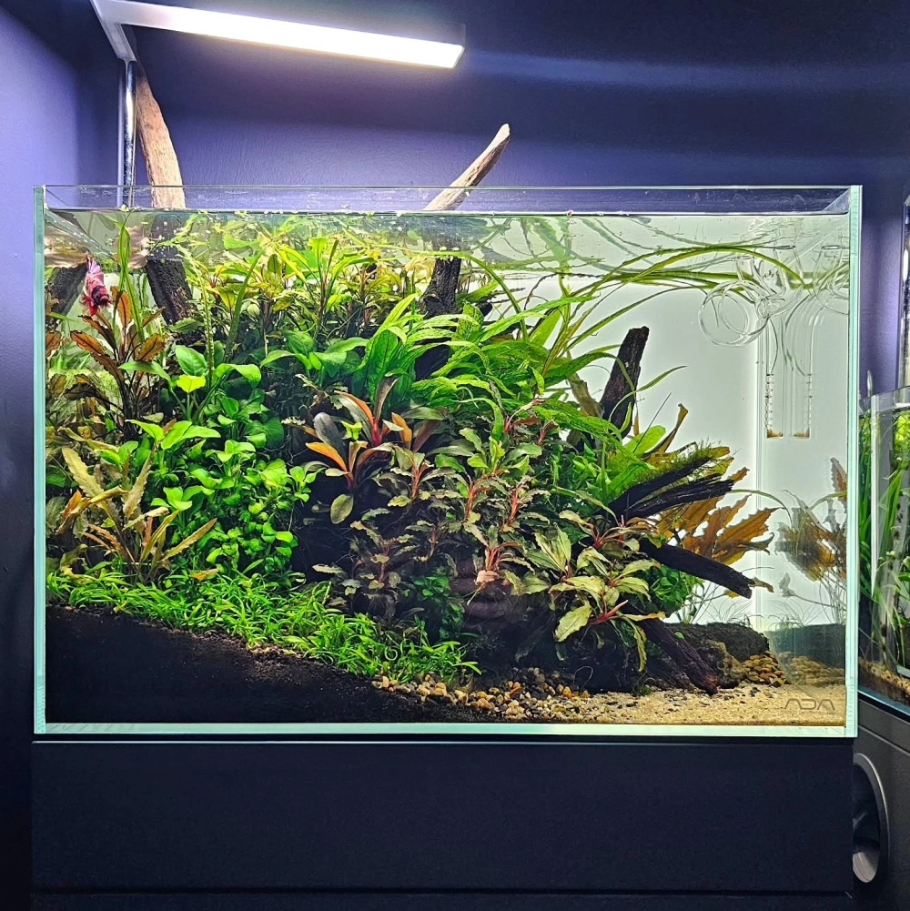 Phối cảnh đá cuội và sỏi trang trí tạo dòng suối nhân tạo