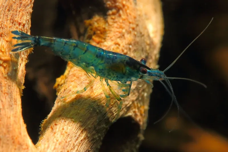 Khám phá ảnh tép blue dream đẹp mê hoặc bể cá