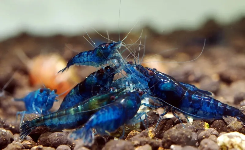 Chọn tép blue dream đẹp cho bể thủy sinh của bạn