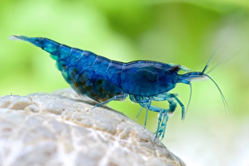 Thưởng thức hình ảnh Blue Dream full đầy màu sắc tự nhiên