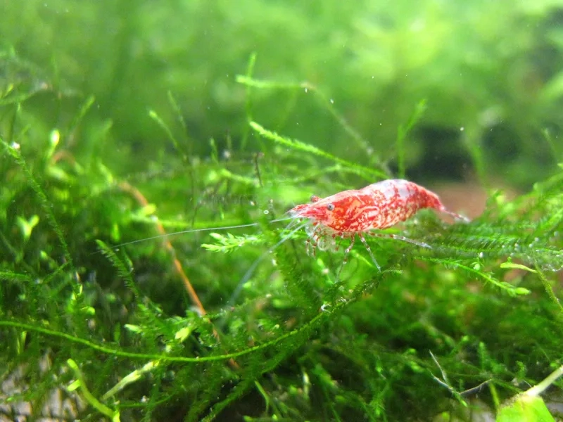 Học ngay cách nuôi tép cảnh dễ dàng cho người mới