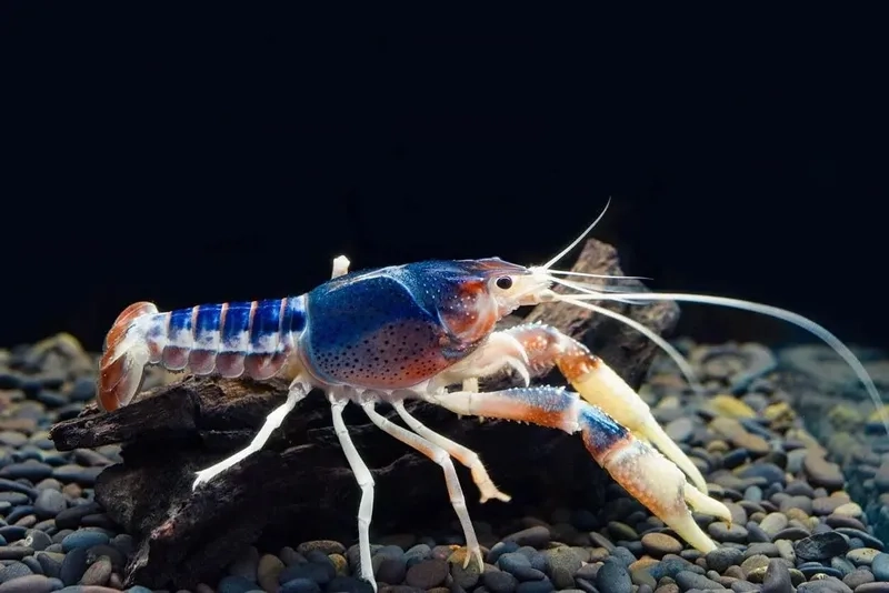 Cập nhật giá tép cảnh hiện nay hợp lý nhất