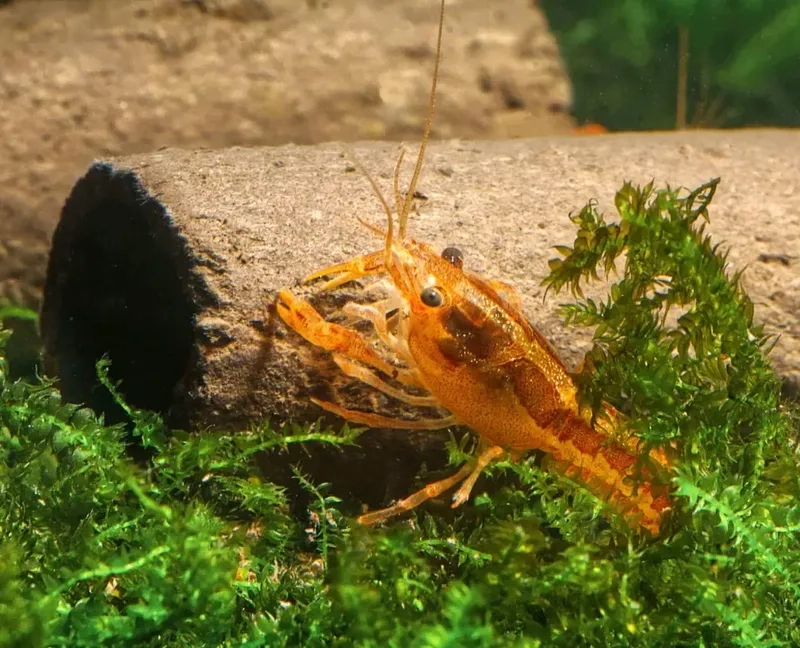 Tìm hiểu nơi mua tép cảnh ở đâu uy tín