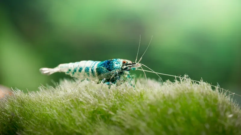 Tạo bể phong thủy với tép cảnh phong thủy may mắn