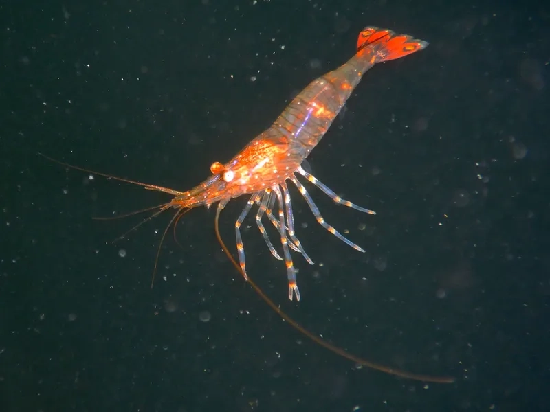 Khám phá ảnh Tép màu đẹp nhất hôm nay