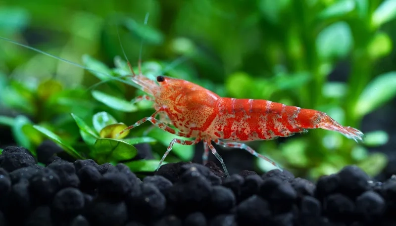 Cập nhật các loài tép màu hot bạn không thể bỏ qua