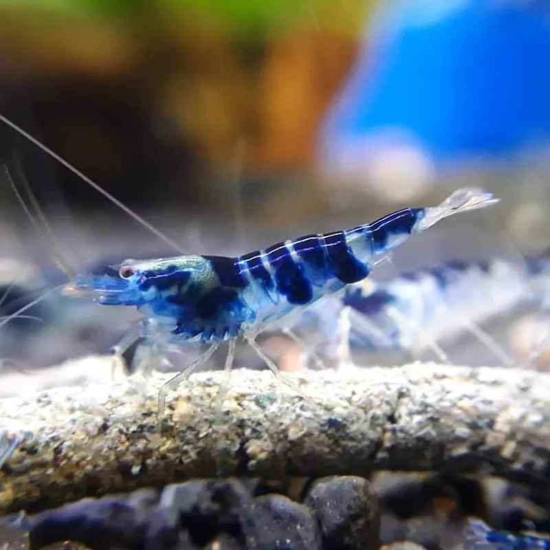 Thưởng thức hình ảnh tép màu đẹp nhất trên điện thoại