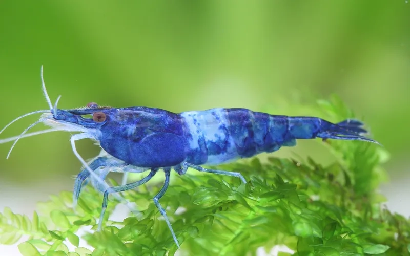 Hướng dẫn phân biệt ảnh tép màu HD dễ dàng cho người mới