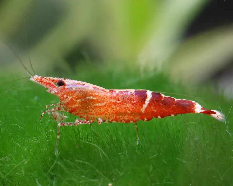 Lựa chọn hình nền tép màu để trang trí máy tính