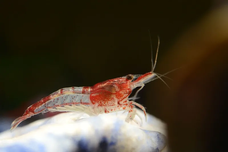 Thêm hình ảnh tép màu đẹp 4K vào bộ sưu tập cá cảnh