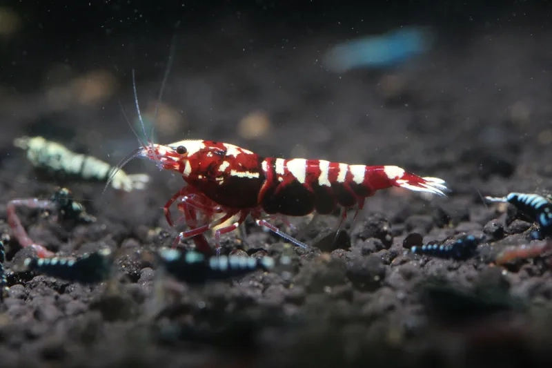 Xem ngay hình ảnh tép màu lớn chi tiết từng chi tiết