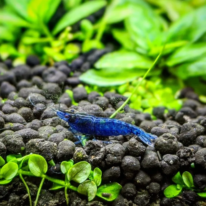 Khám phá shop bán tép màu với giá và chất lượng tốt